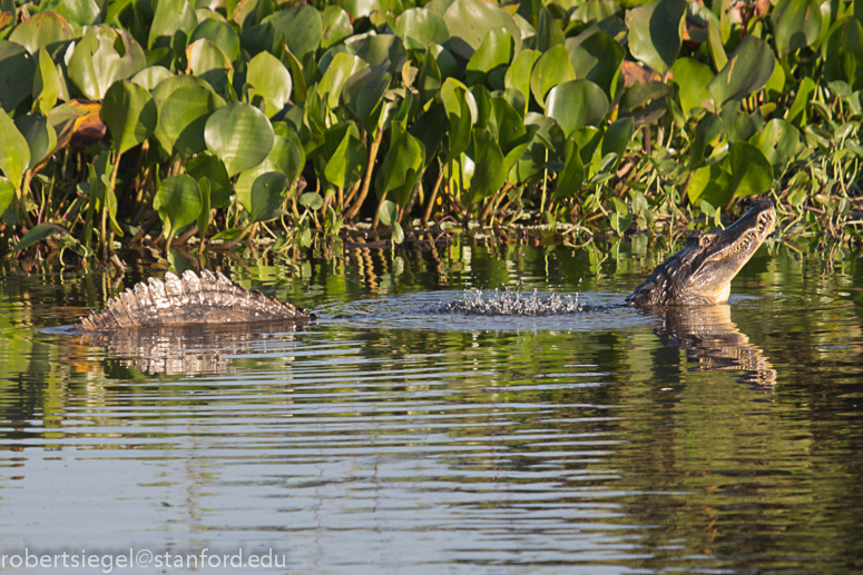 caiman shaky shaky